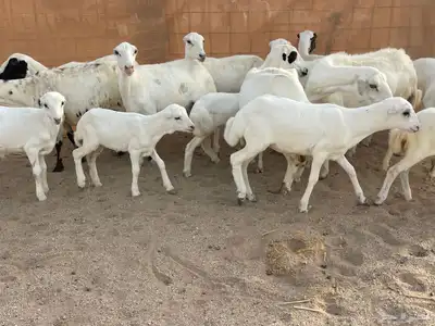 غنم رفيديات خلفات 2