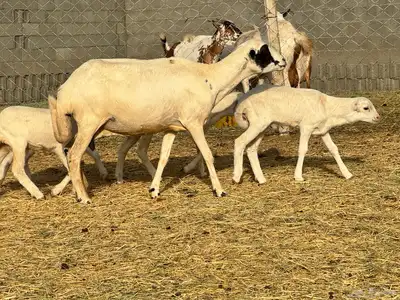ضان رفيد صمع خصم مراح نظيف 0