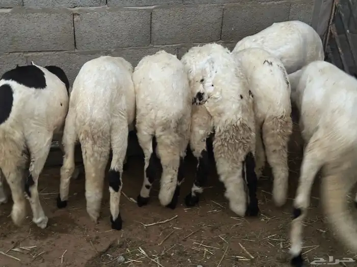 سواكنيات بلدي مرابي شرط 1