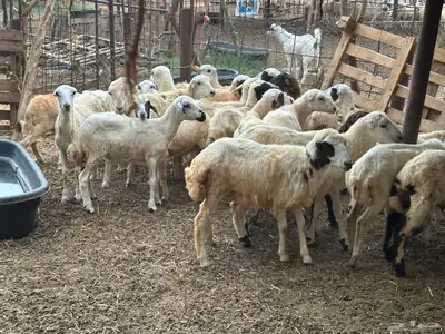 رخال رفيديات بلدي من 550 5