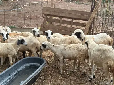 رخال رفيديات بلدي من 550 15