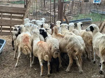 رخال رفيديات بلدي من 550 2