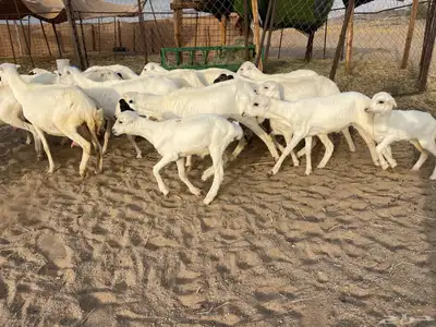 غنم رفيديات خلفات 12