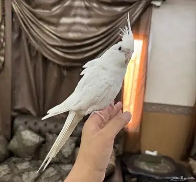 كروان البينو اليف جدا هدد نشبه حنونه جدا 5