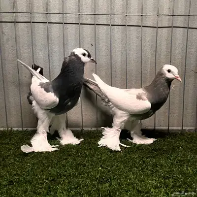 حمام نفاخ مسوبع 0