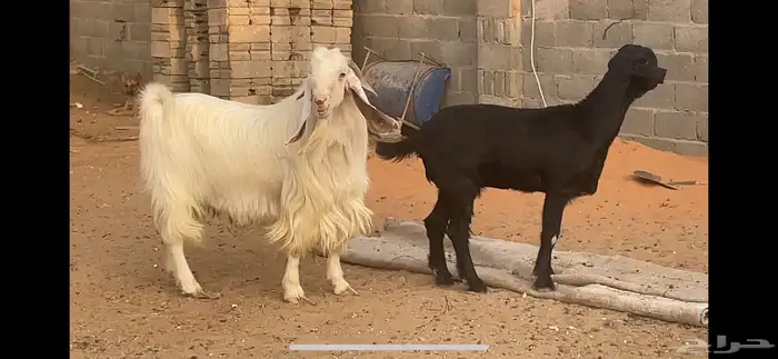 تيس ابيض 13