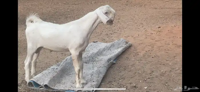 تيس ابيض 17
