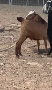 تيس صغير للبيع عمر 2شهرين 20يوم طيب وصل سوم 800 0