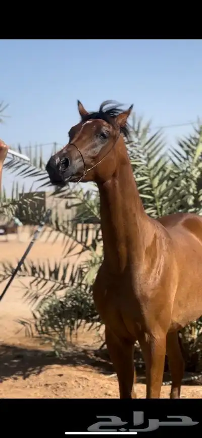 مهر واهو 0