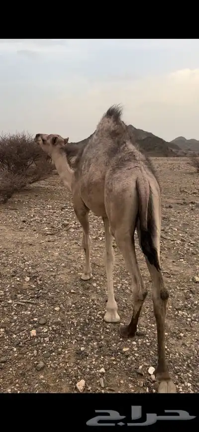 اثنين قعدان على الحليب 0