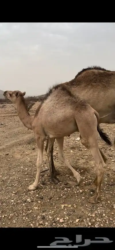 اثنين قعدان على الحليب 1