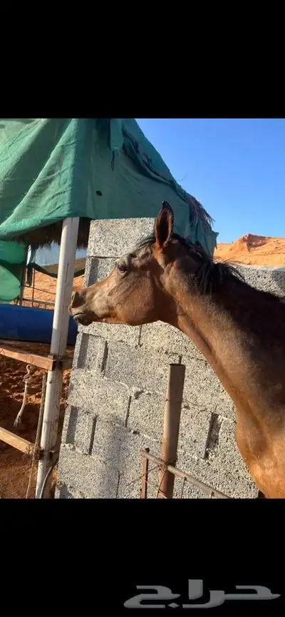 خيل عربي واهو 0
