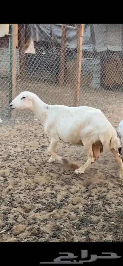 رفيدية 0