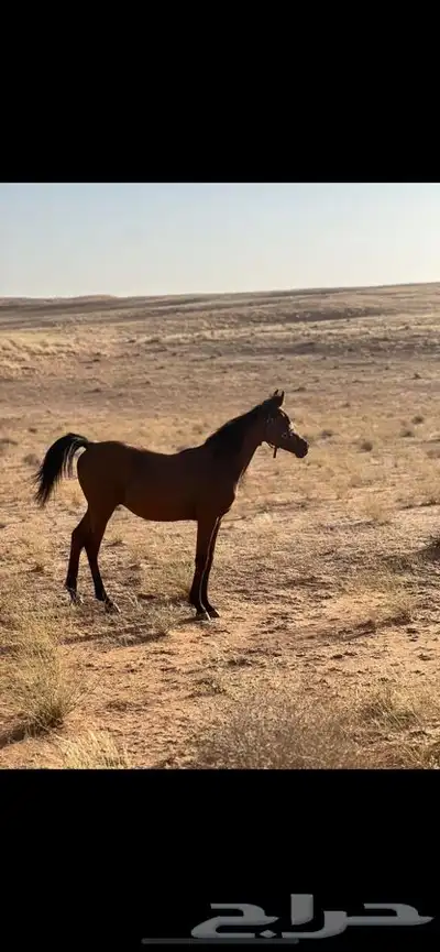 خيل عربي واهو 3
