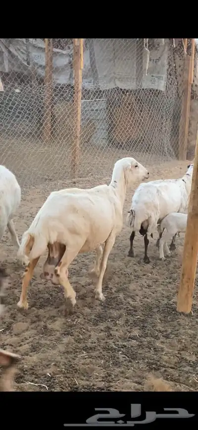 رفيدية 1