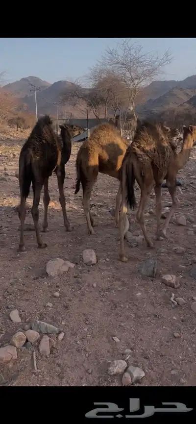 حشو ع الحليب طيبات 0