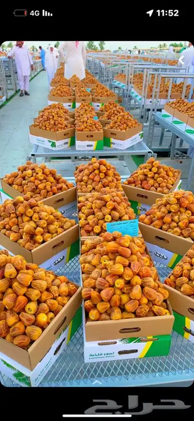 ابو بدر للبيع التمر كميات كبيره وصغيره 1