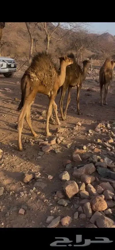 حشو ع الحليب طيبات 1