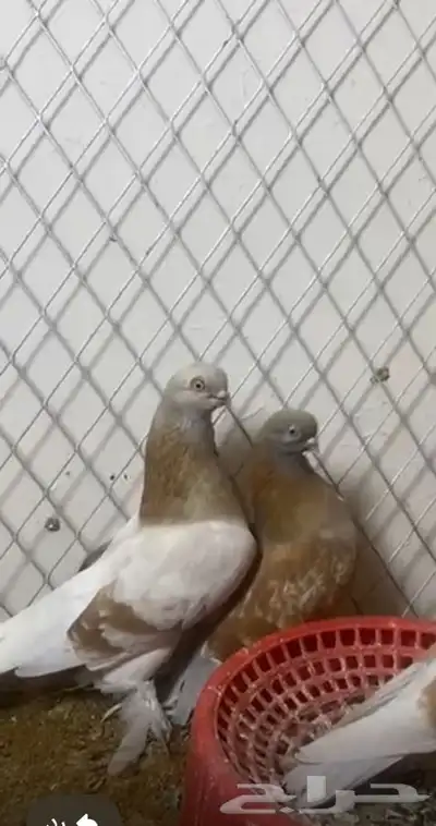 زوج بارليين الماني منتج 0