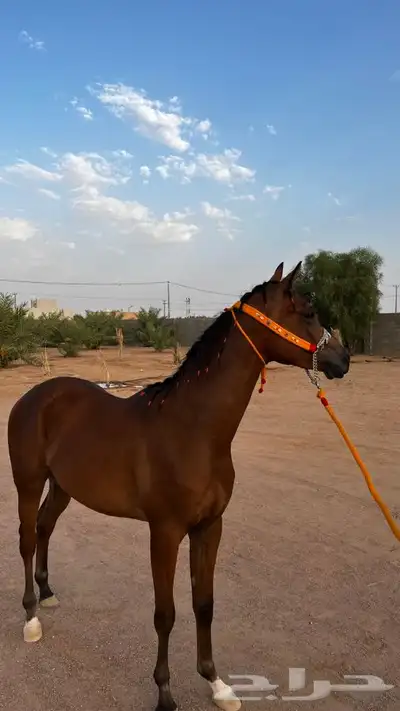 مهر واهو 1