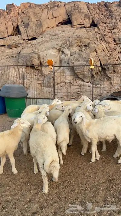 طليان حريه 8