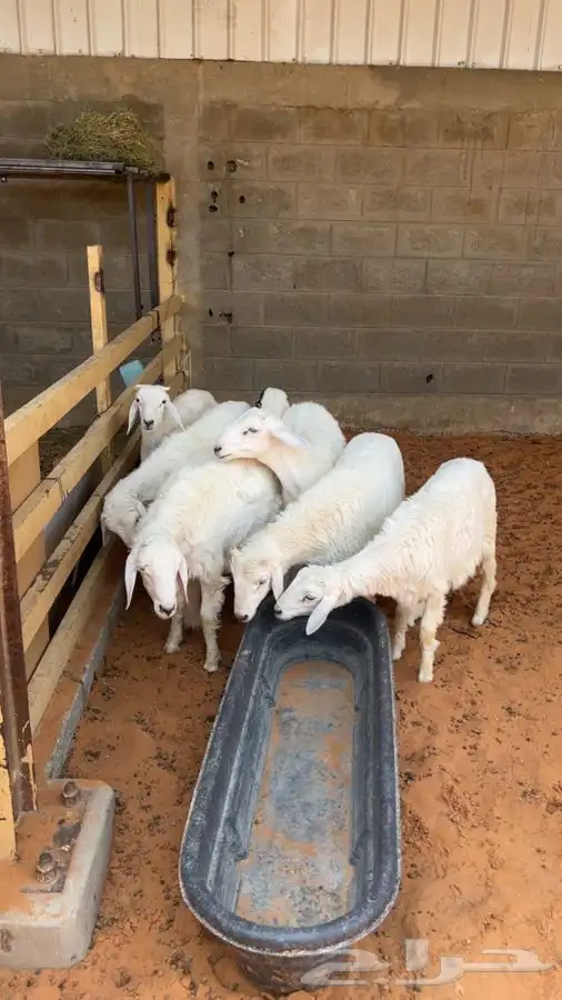 توفرت لدينا حريات طيبة للذبح. تمم البييع 1