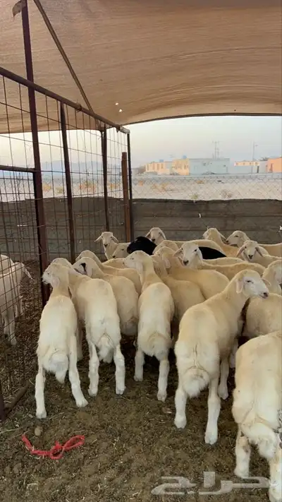طليان حريه 9