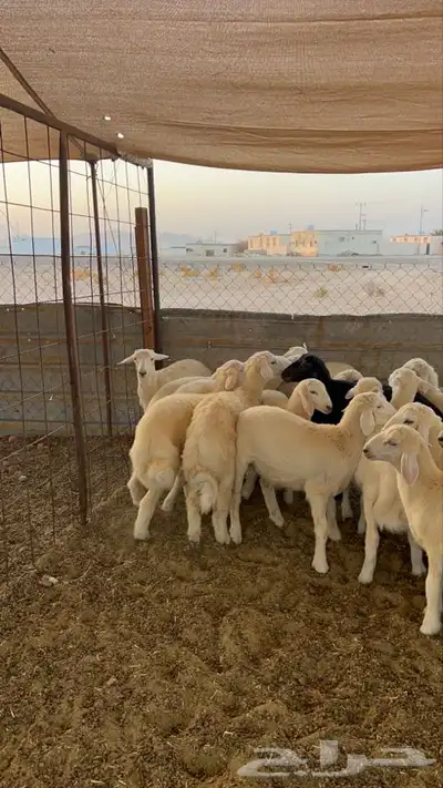 طليان حريه 6