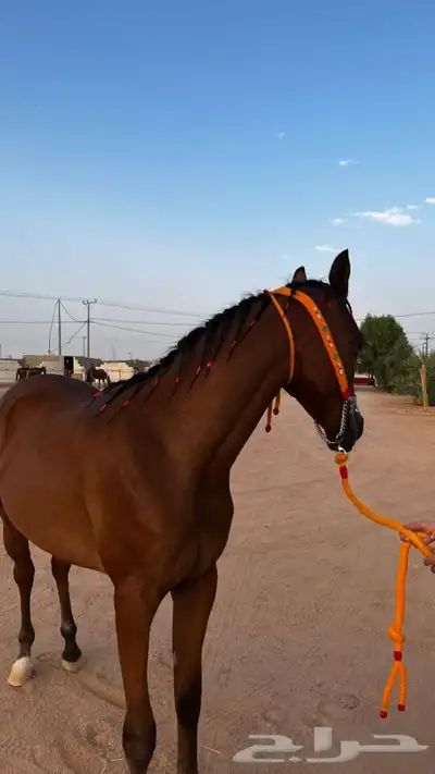 مهر واهو 3