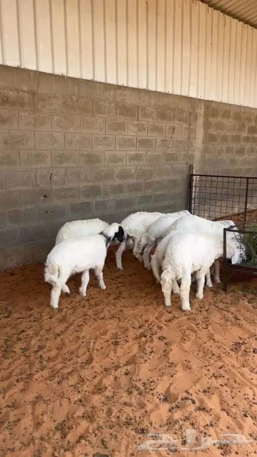 توفرت لدينا حريات طيبة للذبح. تمم البييع 0