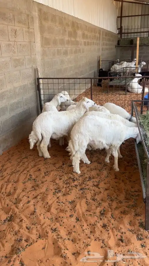 توفرت لدينا حريات طيبة للذبح. تمم البييع 3