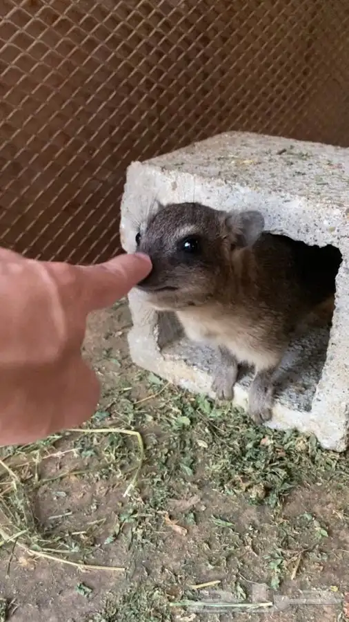 5 اناثي وذكر نص ولافه 2