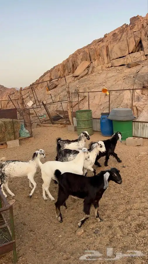 تيوس ثلاجه 1