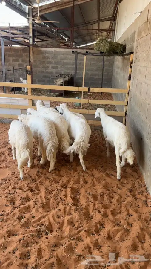 توفرت لدينا حريات طيبة للذبح. تمم البييع 2