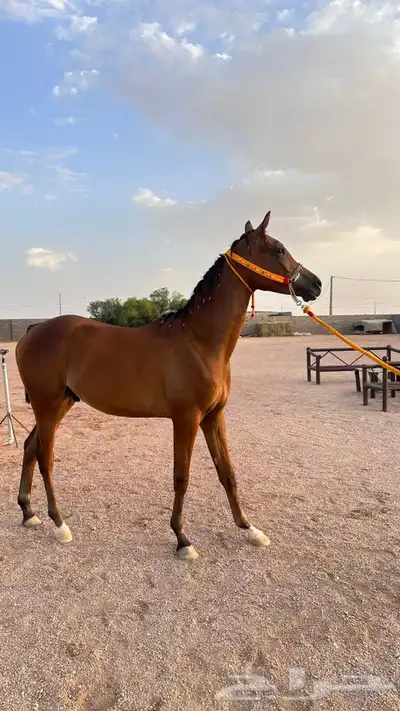 مهر واهو 7