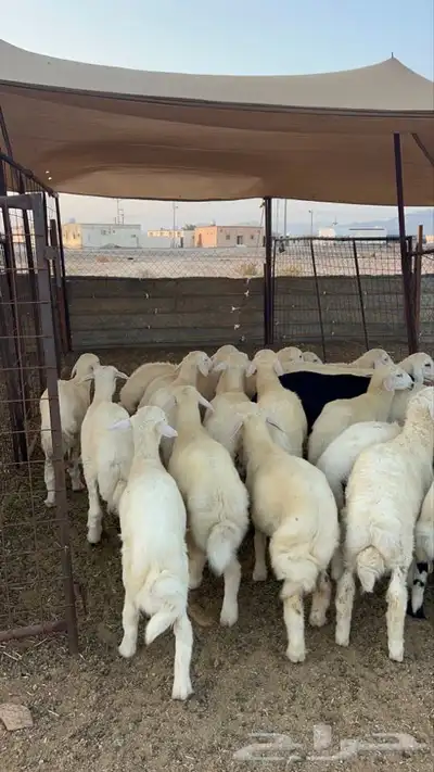 طليان حريه 4