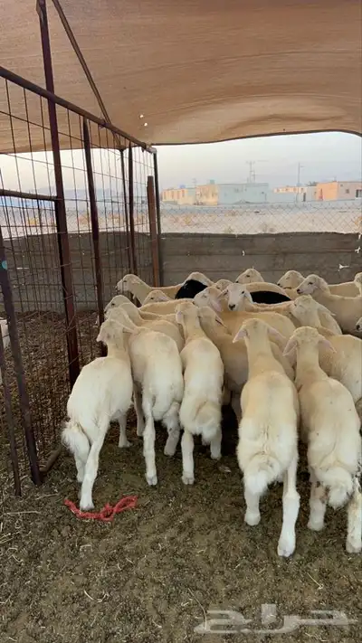 طليان حريه 7