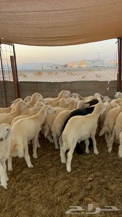 طليان حريه 5