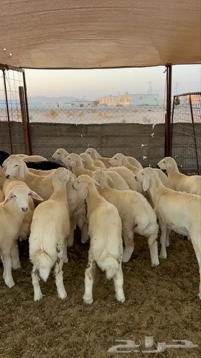 طليان حريه 3