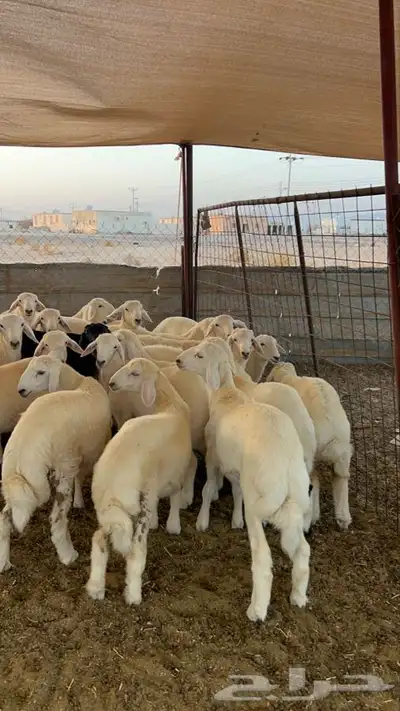 طليان حريه 2