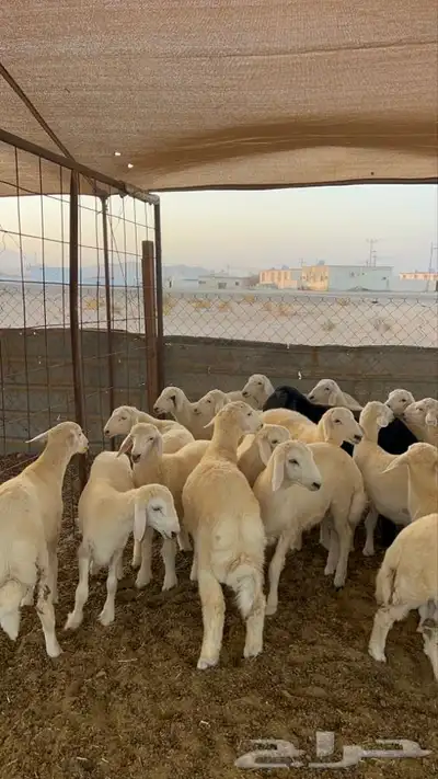 طليان حريه 0