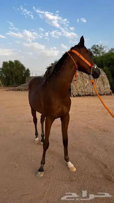 مهر واهو 6
