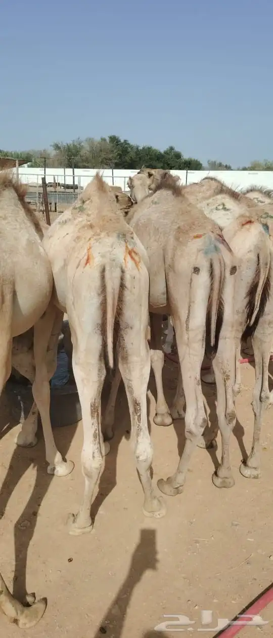 قعدان صومالى مرابي للمناسبات والعزائم لحم يبيض وجهك 0