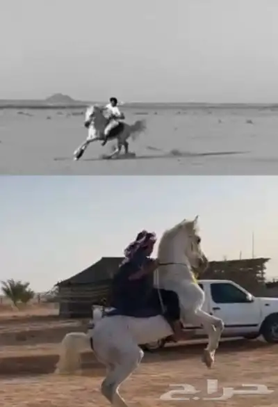 حصان شعبي 2