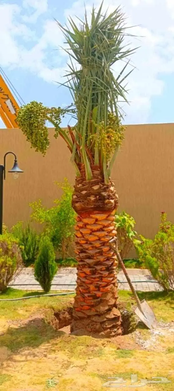 نخل مثمر للبيع عربي واشنطني صقعي غر روثانا ونانه عجوه منيفي 4