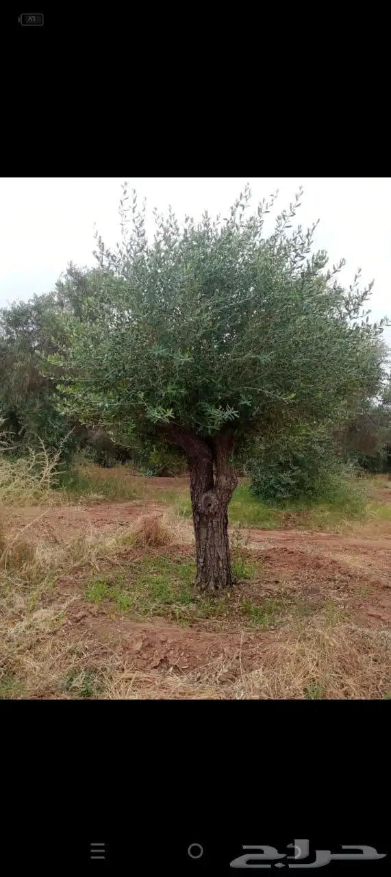 شجر زيتون ومعمر 43