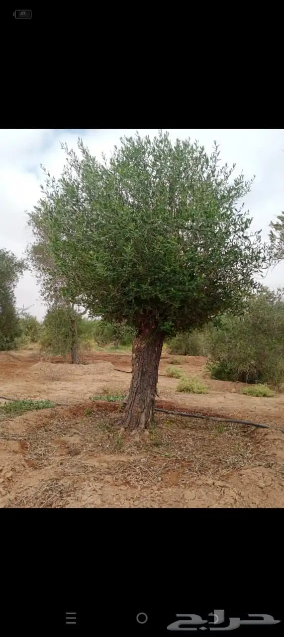 شجر زيتون ومعمر 39