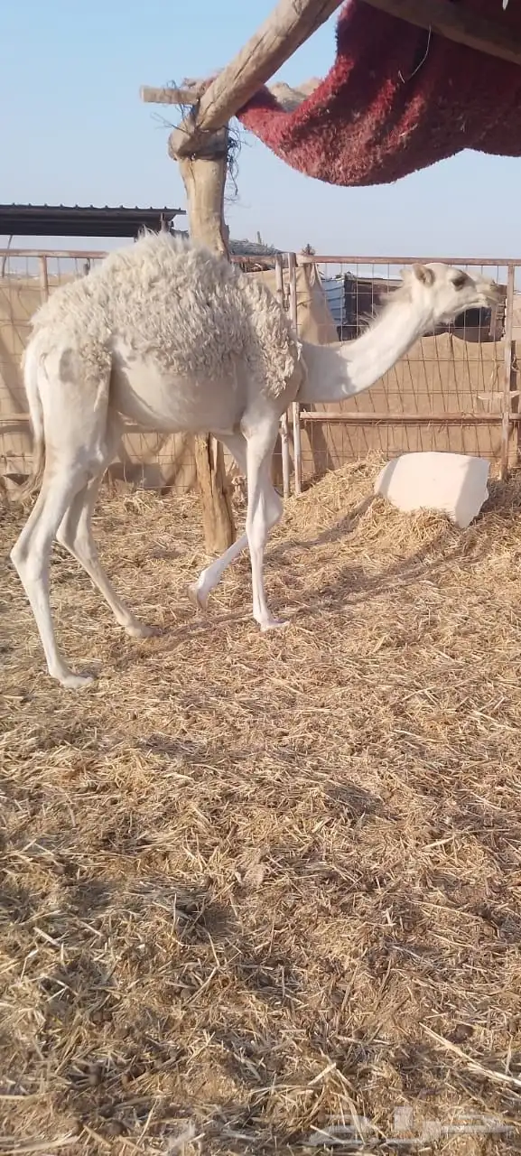 قعدان للبيع 3