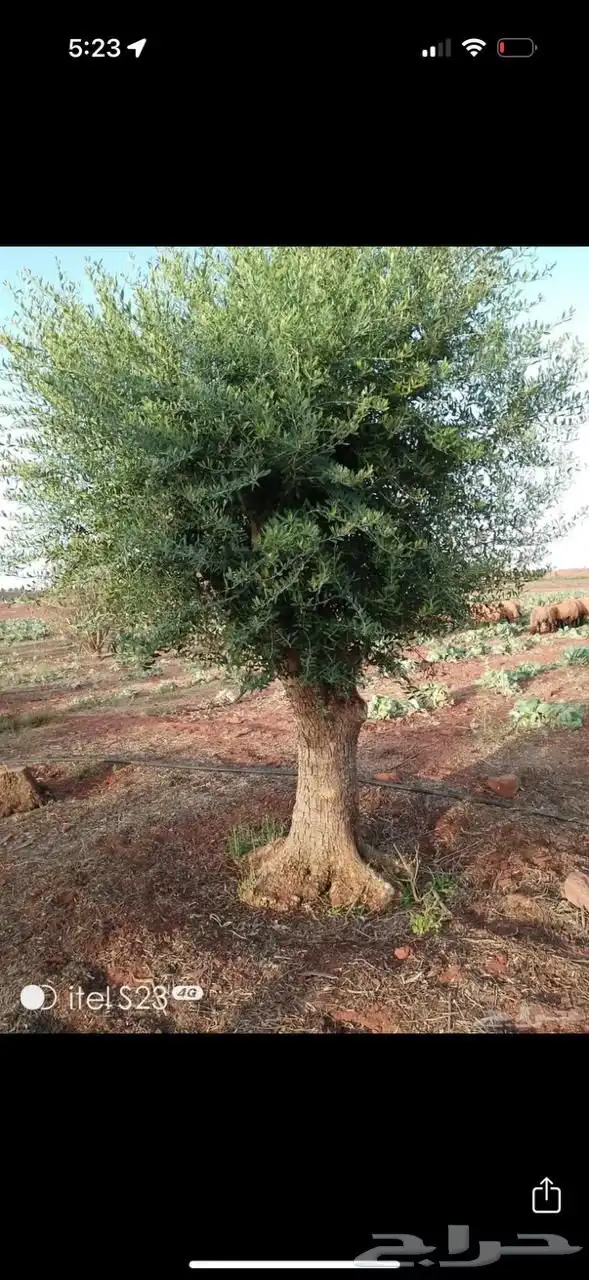 شجر زيتون ومعمر 45