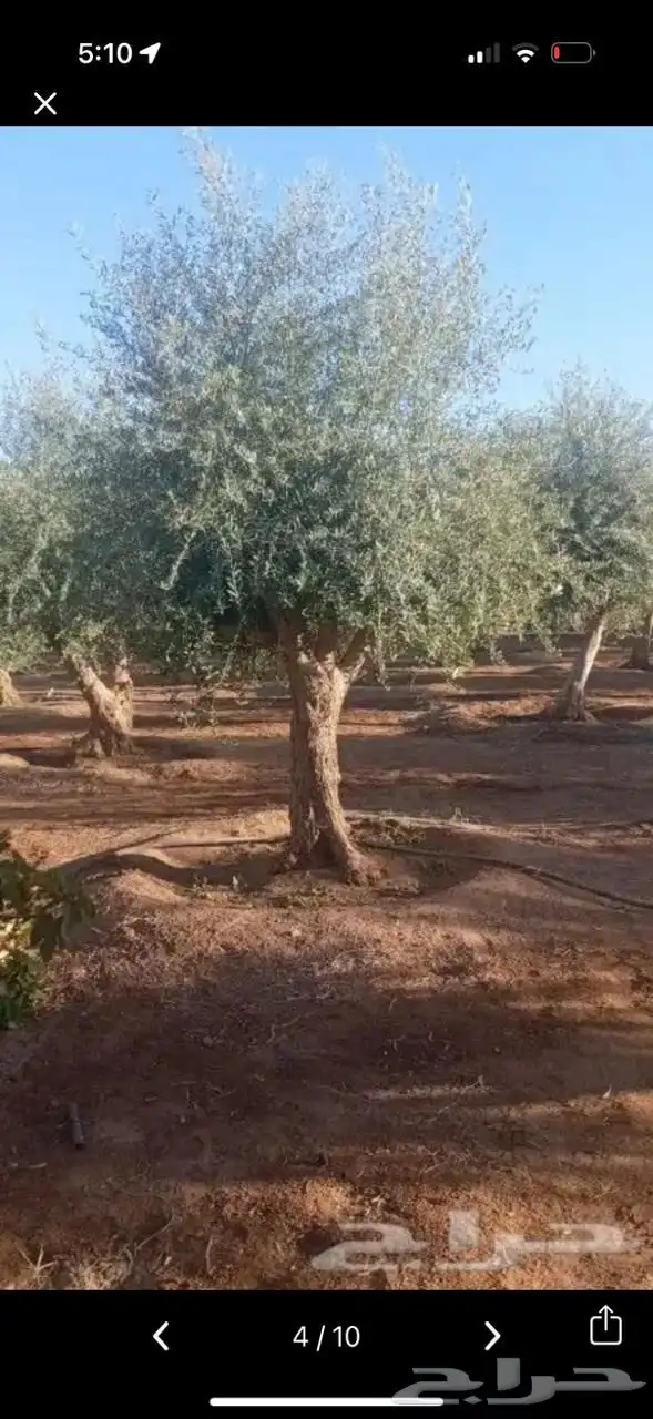 شجر زيتون ومعمر 46